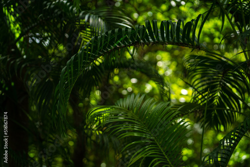 Green coconut palm tree leaf in tropical summer forest