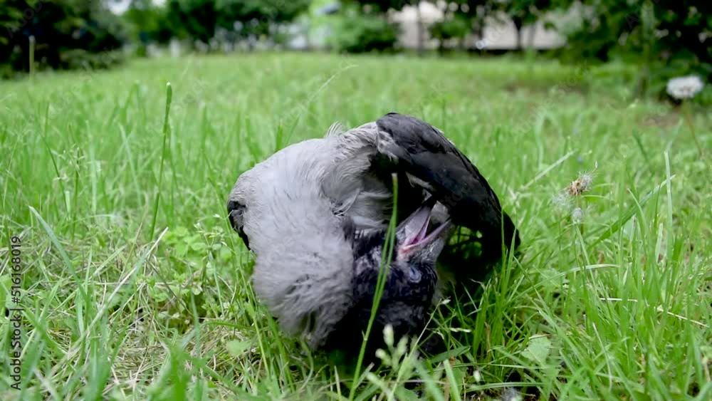 Cub of a gray crow fledgling cleans its feathers sitting on a lawn with green grass. Bird population and rearing of chicks in cities. Close-up. Cub of a gray crow fledgling cleans its feathers sitting on a lawn with green grass. Bird population and rearing of chicks in cities. Close-up.