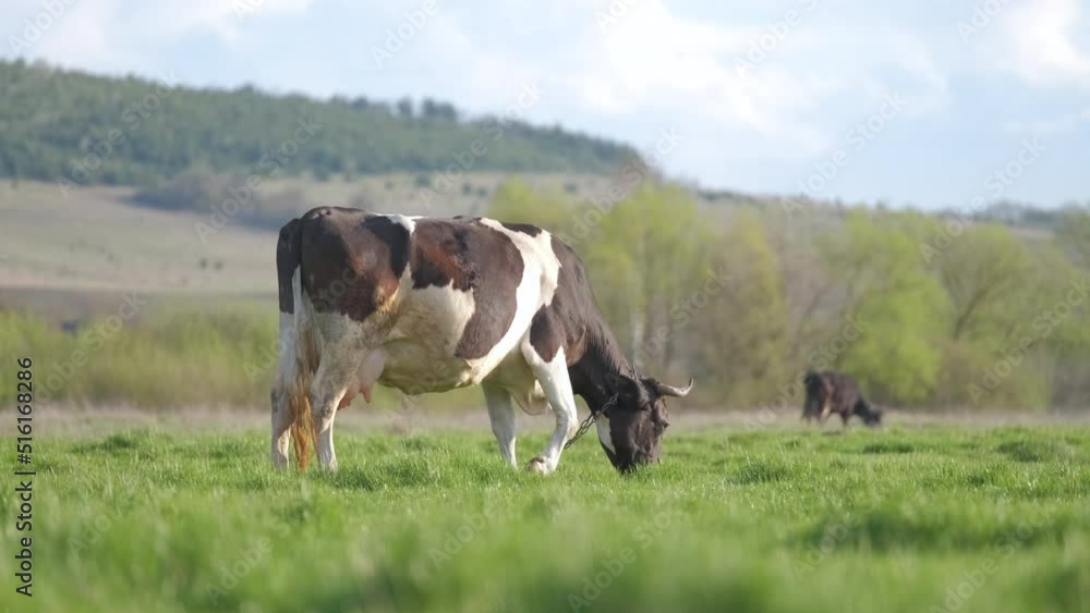 Milk cows grazing on green farm pasture on summer day. Feeding of cattle on farmland grassland Milk cows grazing on green farm pasture on summer day. Feeding of cattle on farmland grassland