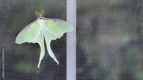 Nocturnal Luna moth on window photo
