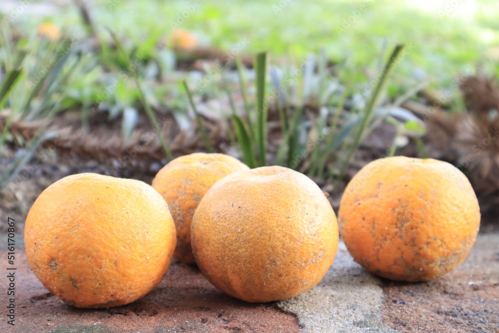 apricots in the grass apricots in the grass