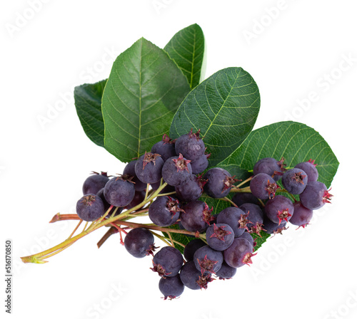 Saskatoon berries isolated on white background. Amelanchier, shadbush, juneberry, irga or sugarplum ripe berries. photo