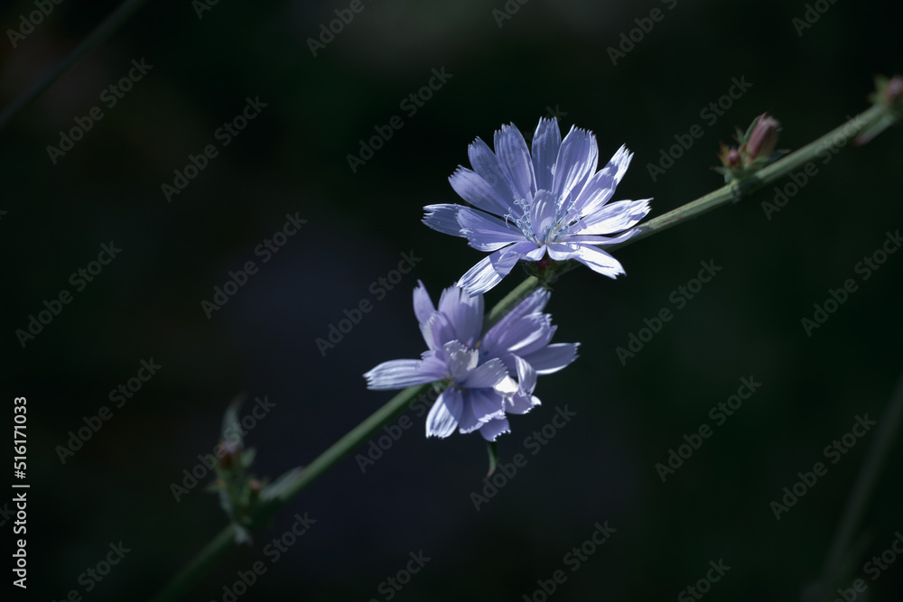 blue and white flower,his majesty chicory, the very drink that is very healthy, blue summer flower. Medicinal herbs blue and white flower,his majesty chicory, the very drink that is very healthy, blue summer flower. Medicinal herbs