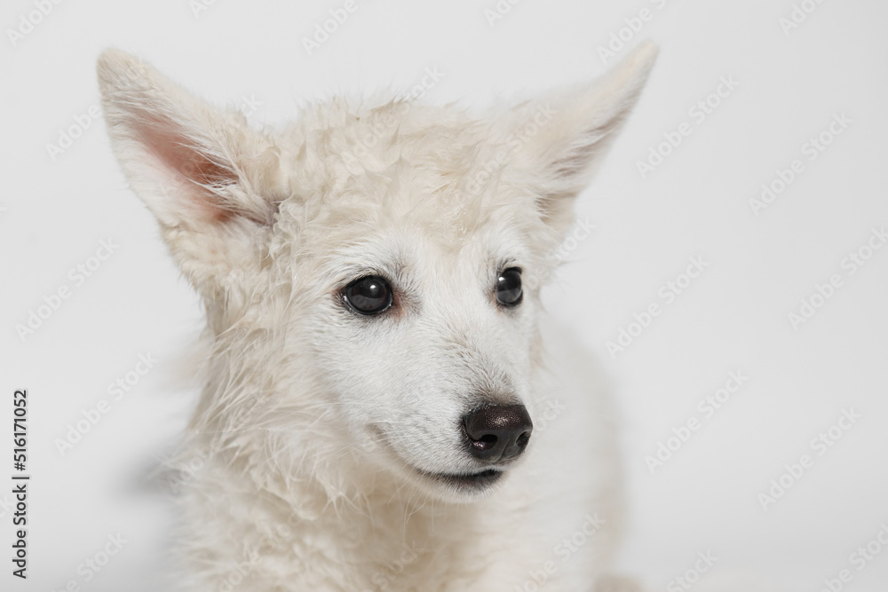 Funny wet puppy of the mini husky breed after bath. Just washed cute dog in bathrobe on gray background. Funny wet puppy of the mini husky breed after bath. Just washed cute dog in bathrobe on gray background.