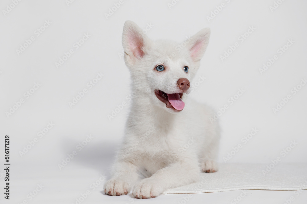 Portrait of cute puppy Mini Husky. Little smiling dog on gray background. Free space for text.