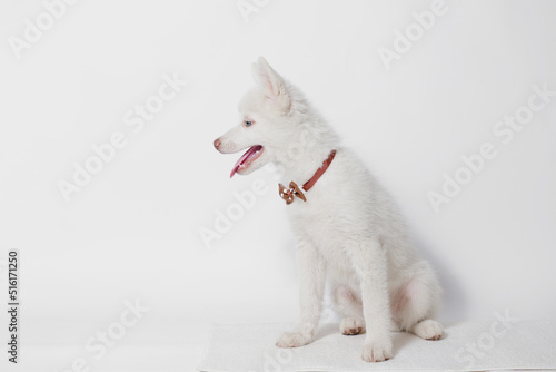 Portrait of cute puppy Mini Husky. Little smiling dog on gray background. Free space for text.