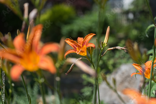 orange lily in summer