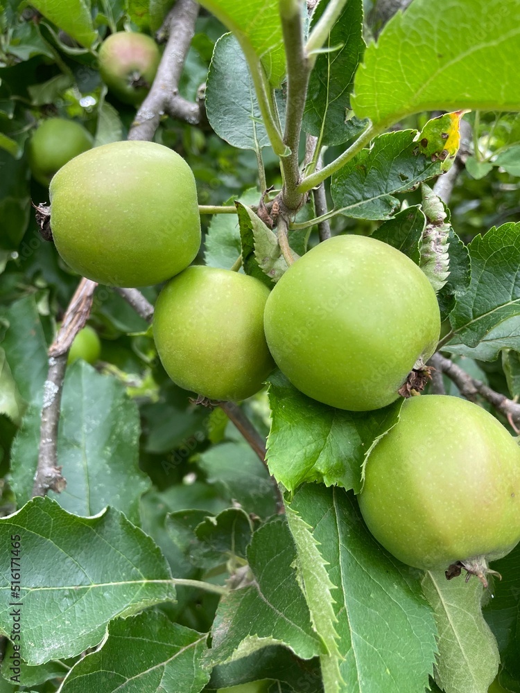 Obraz premium Äpfel beim Wachsen