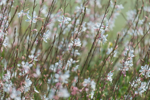 gaura flowers by a fountain photo