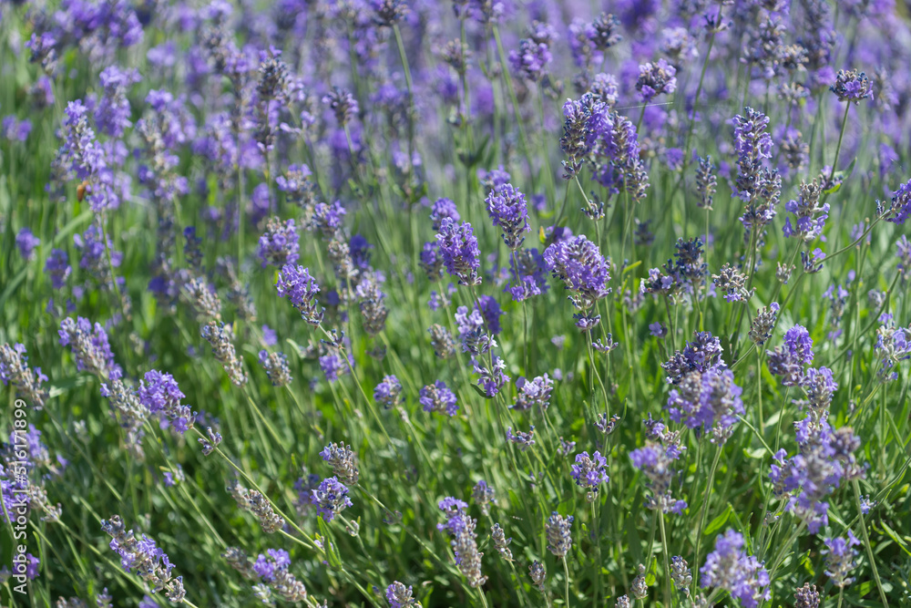 Naklejka premium field of lavender