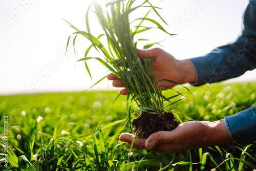 Young green wheat sprout in the hands of a farmer. Agriculture, gardening or ecology concept.