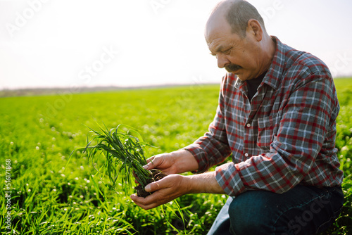Young green wheat sprout in the hands of a farmer. Agriculture, gardening or ecology concept.
