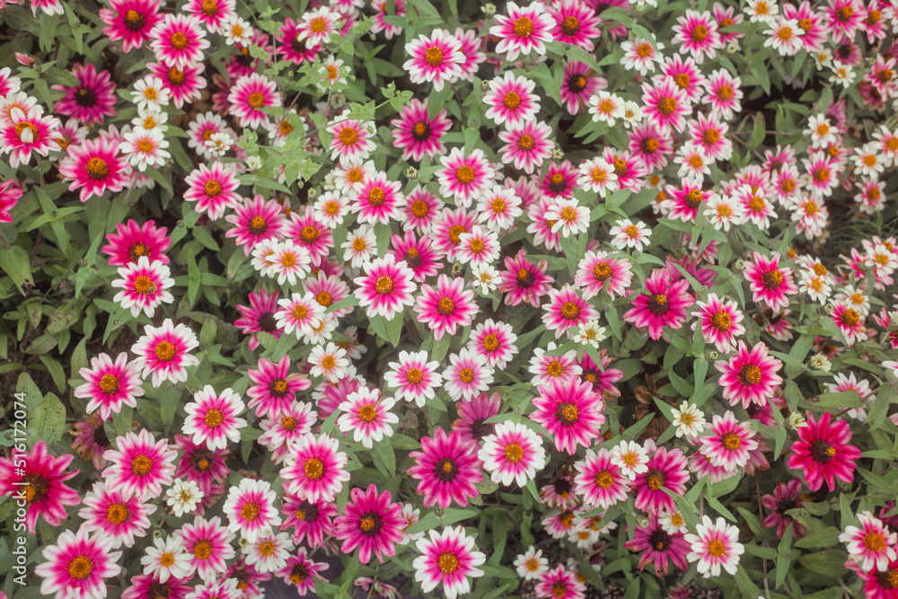 Fototapeta premium Zinnia