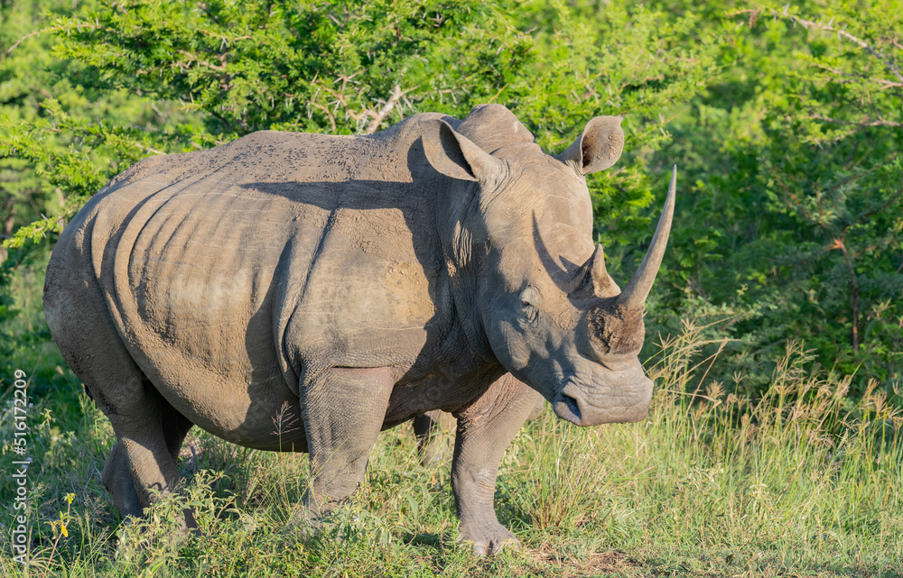 Nashorn im Naturreservat Hluhluwe Nationalpark Südafrika Nashorn im Naturreservat Hluhluwe Nationalpark Südafrika