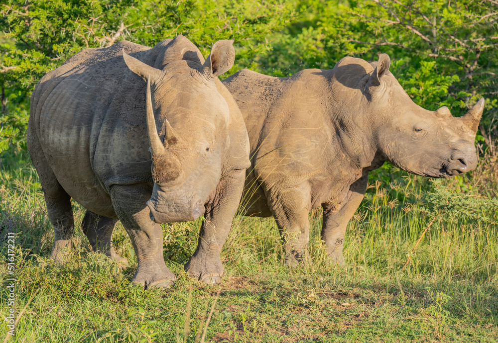 Nashorn im Naturreservat Hluhluwe Nationalpark Südafrika Nashorn im Naturreservat Hluhluwe Nationalpark Südafrika