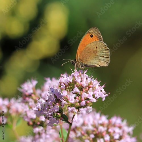 Schmetterling