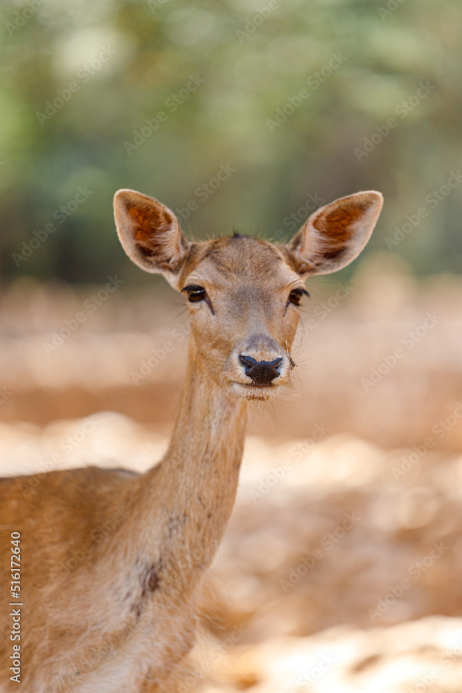 A Fawn is looking at camera. Deer