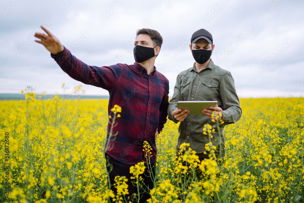 Farmers in sterile medical masks with tablet discuss agricultural issues on a field. Smart farm. Covid-19. Farmers in sterile medical masks with tablet discuss agricultural issues on a field. Smart farm. Covid-19.