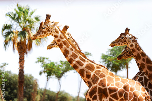 Beautiful giraffes in the zoo.