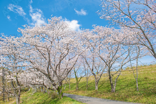 日の隈公園（神埼市）のサクラ