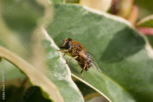 Mouche sur feuilles vertes claire