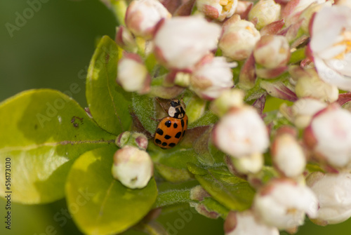 Coccinelle au milieu des fleurs d'oranger du Mexique 