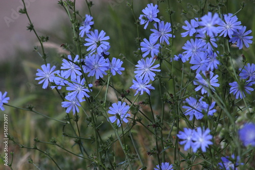 Gewöhnliche Wegwarte (Cichorium intybus)