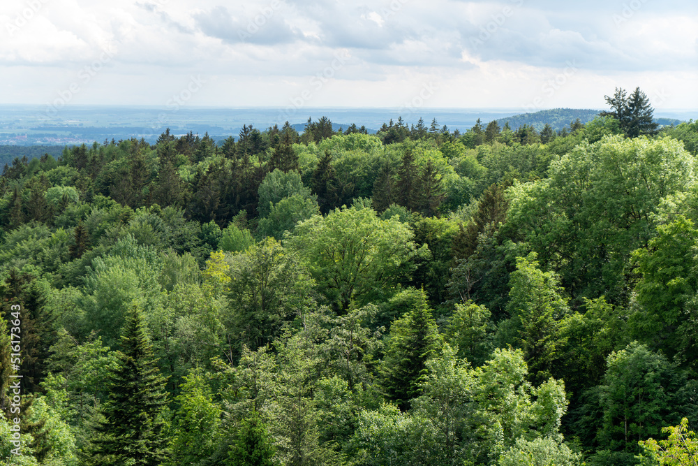 Forest in the German Bavaria in lush green in spring