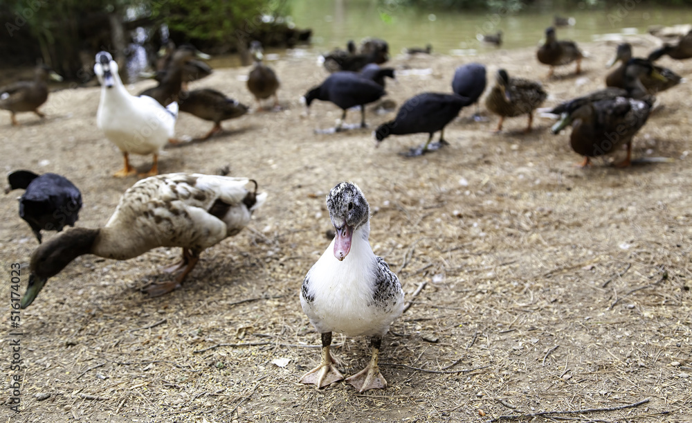 Fototapeta premium Wild ducks in freedom