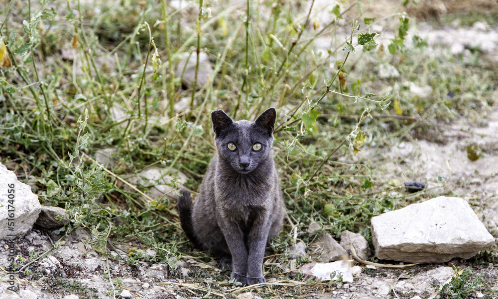 Gray cat on the street