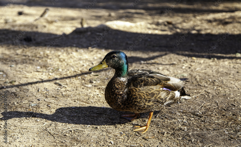 Obraz premium Wild duck in freedom