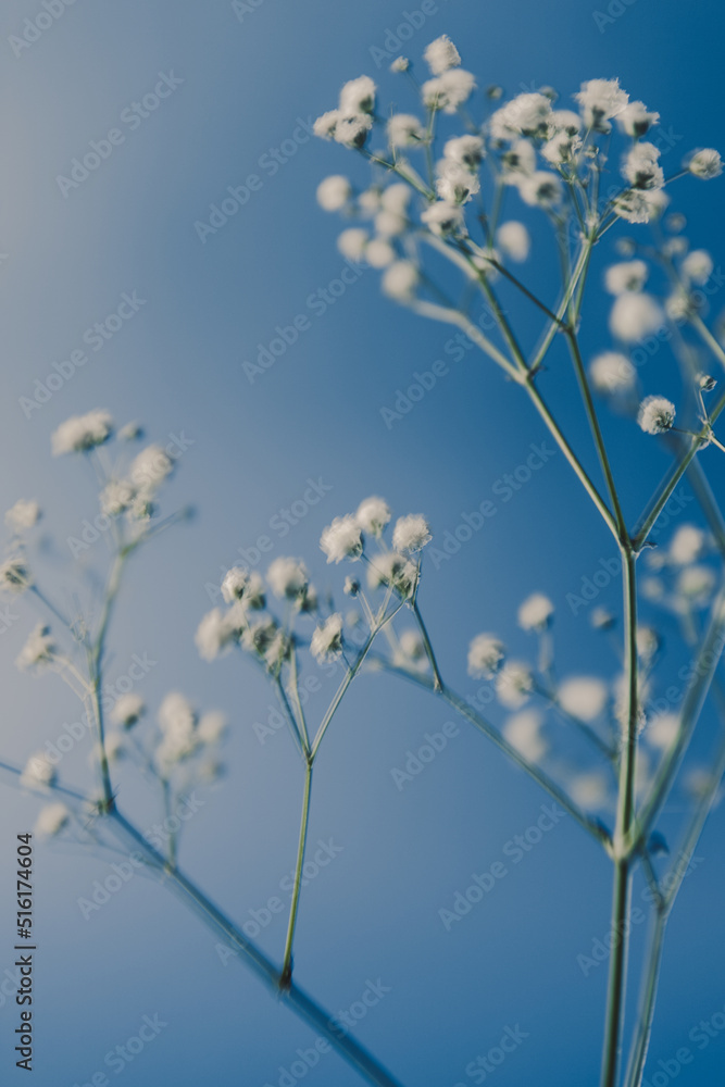 Art composition and beautiful shot of a white flower on a blue background Art composition and beautiful shot of a white flower on a blue background