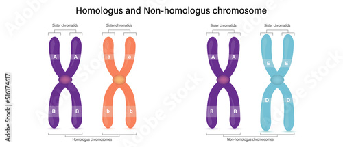 The difference of homologus and non-homologus chromosome (Heterologus chromosome). Vector used for scientific and medical education.