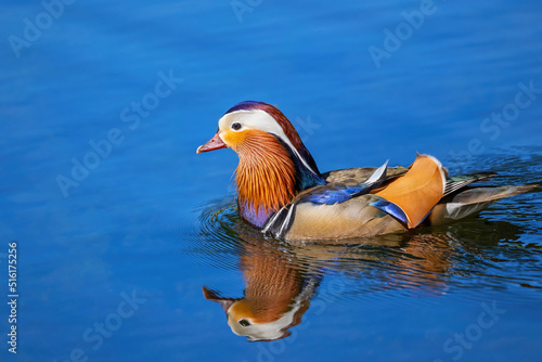 Mandarin Duck Swimming In Lake