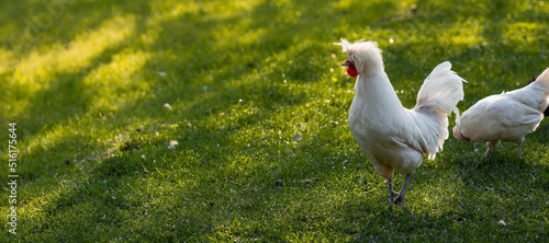 Homemade decorative roosters and chickens at the poultry farm stand on the green grass in nature on a hot sunny day. Breeding of birds. Household.