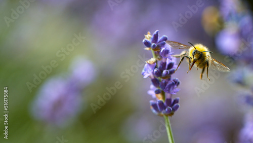 Close up of honey bee flying and collecting nectar pollen around garden lavender flowers