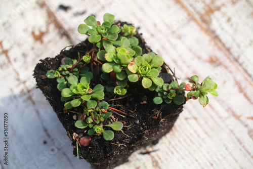 skalnica klinolistna Saxifraga cuneifolia 