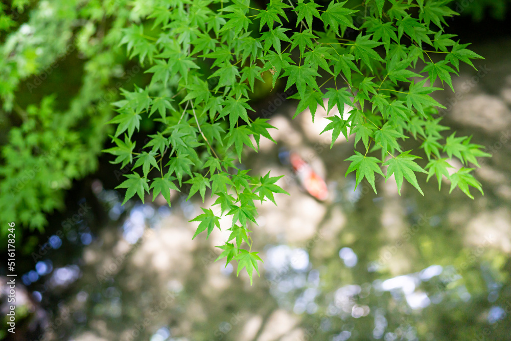 紅葉　池　鯉　日本の庭　雅
