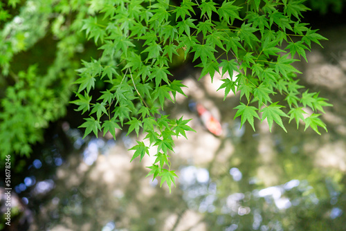 紅葉 池 鯉 日本の庭 雅