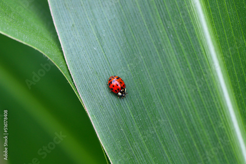 Harmonia axyridis, the Asian Lady Beetle on a corn leaf. photo