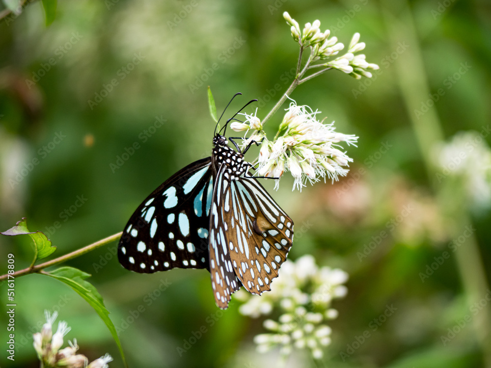 Butterfly on a white flower in garden Butterfly on a white flower in garden