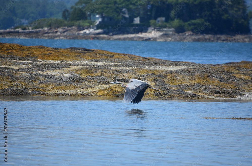Naklejka premium Blue Heron in Flight Over the Ocean