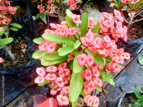 pink hevorbia cactus flowers