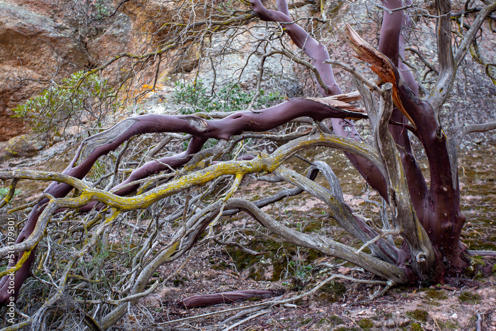 Red branches of a manzanita tree Red branches of a manzanita tree