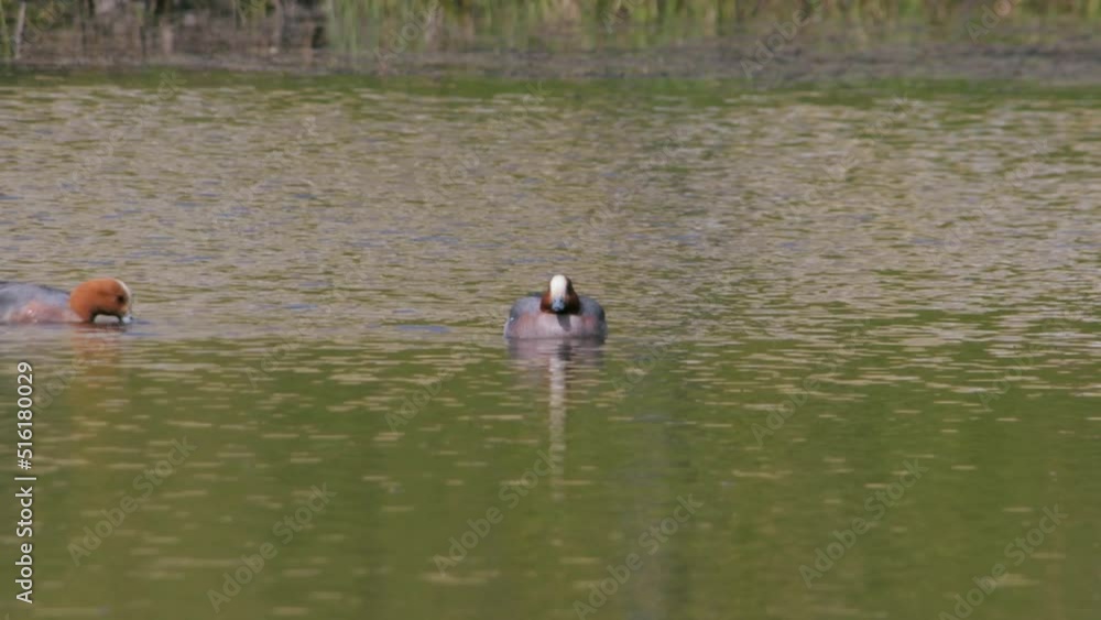 4K video of Mallard Duck Floating and taking a dip in the Pond in Summer Park. Slow Motion. Animals and Wildlife Concept. 4K video of Mallard Duck Floating and taking a dip in the Pond in Summer Park. Slow Motion. Animals and Wildlife Concept.