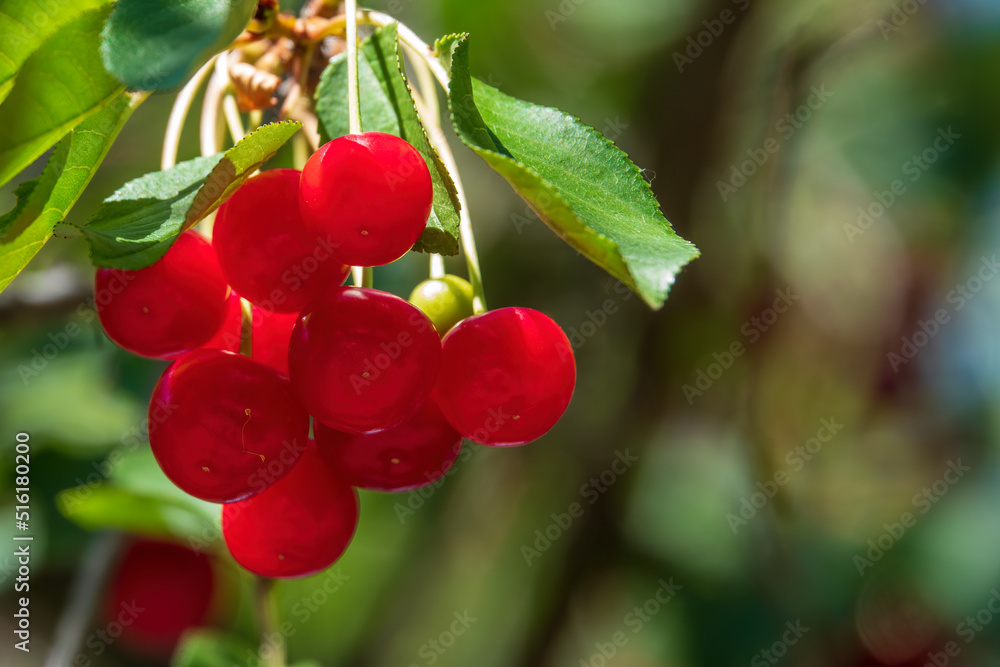 Obraz premium Big red cherry on the tree branch.
