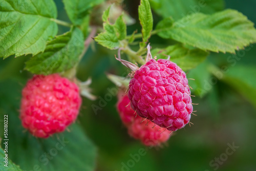 Close up of fresh ripe raspberry