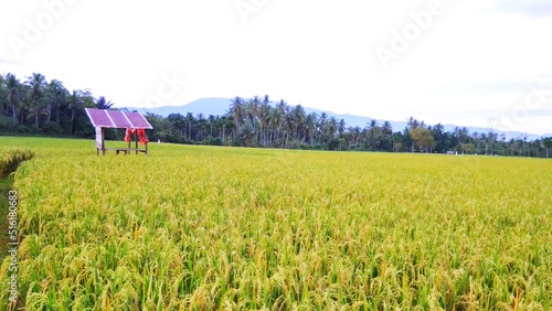 landscape with sky in the field