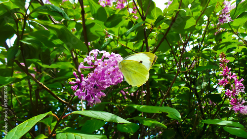 green color butterfly sits on a lilac branch close-up