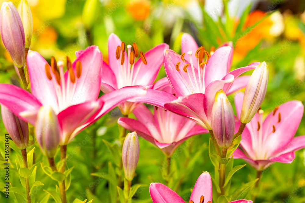 Beautiful pink lilies blooming in the garden, care for seasonal plants